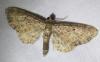 Eupithecia sp.